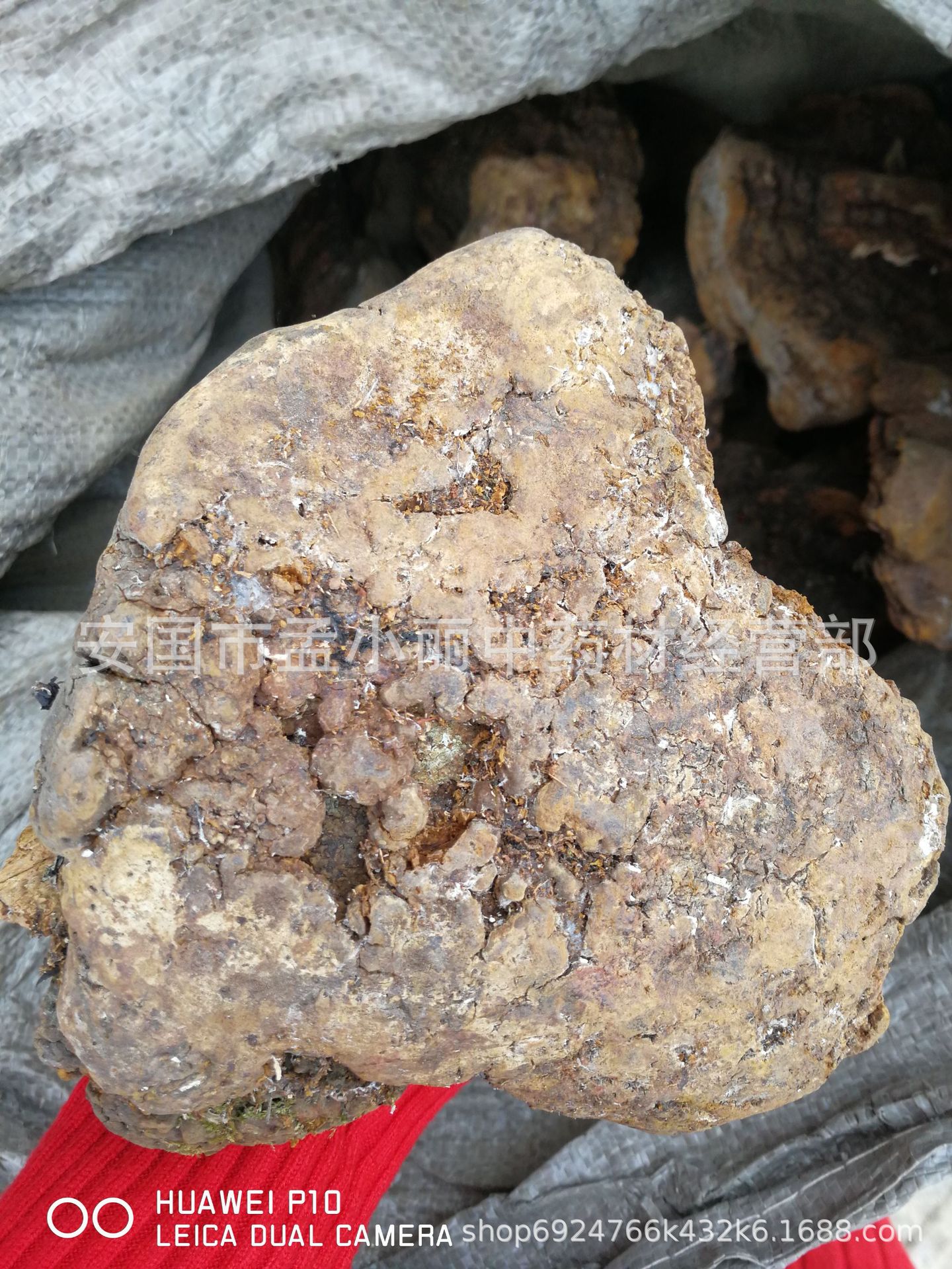 大货批发供应桑树桑黄 西藏金边桑黄 灵芝 桑耳桑量大从优