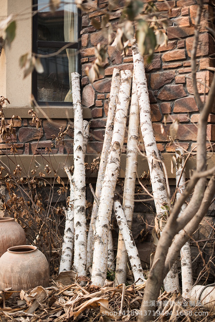 天然白桦树白桦木树枝树干家居装饰隔断装修装饰拍摄道具