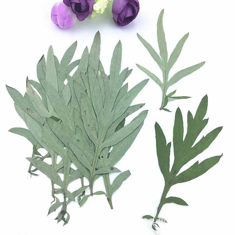 艾草 真树叶幼儿园手工贴画儿童亲子diy植物标本干花押花