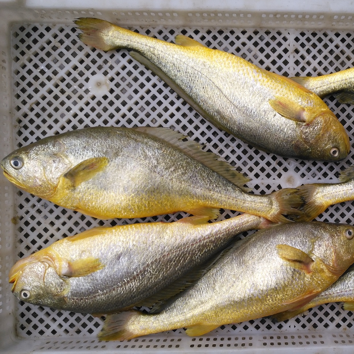 海鲜鲜活大黄鱼生态新鲜海鱼连云港水产批发生鲜生猛超大鱼类