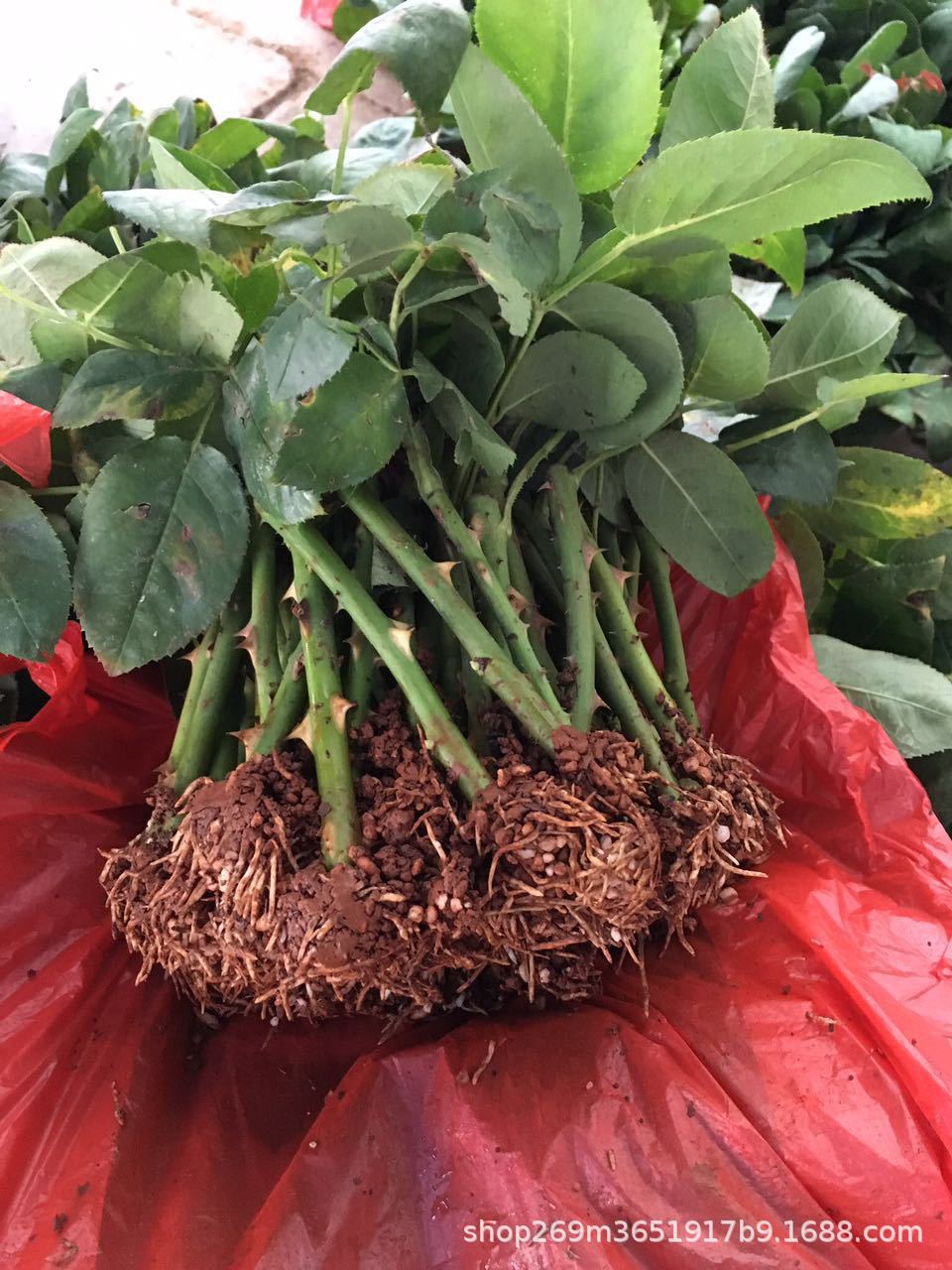 黑月季苗图片-海量高清黑月季苗图片大全 - 阿里巴巴