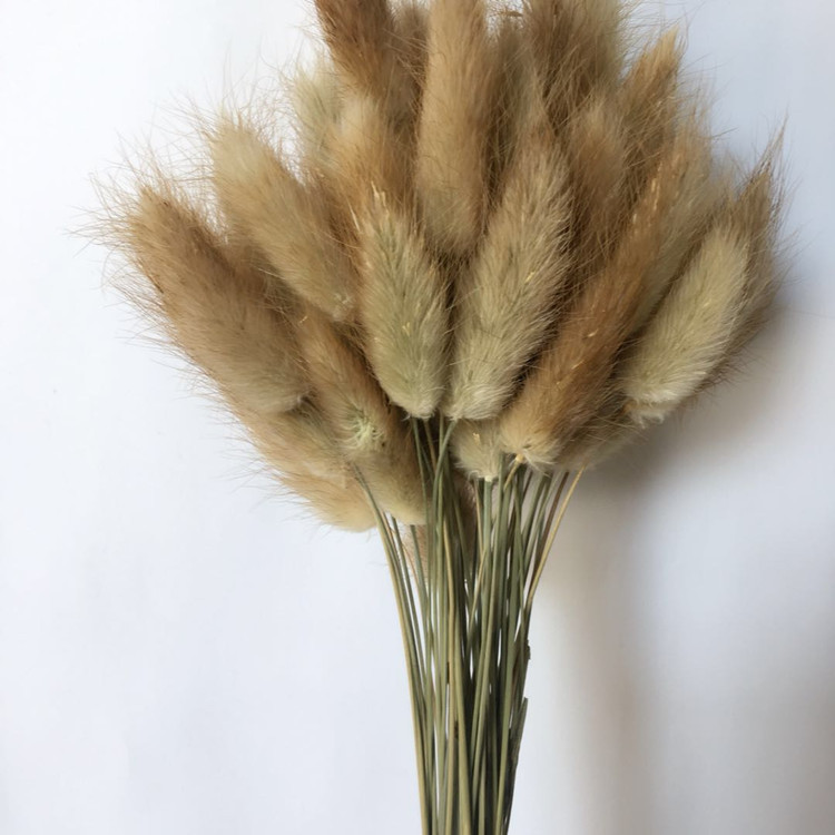 【兔尾草】真花自然风干染色 干花花束 永生花配材 家居装饰