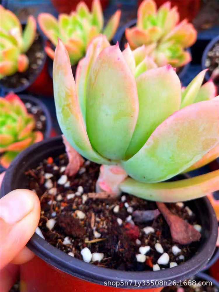 883特价多肉植物大棚限时批发 正版乔伊单双头多肉品种裸根限量