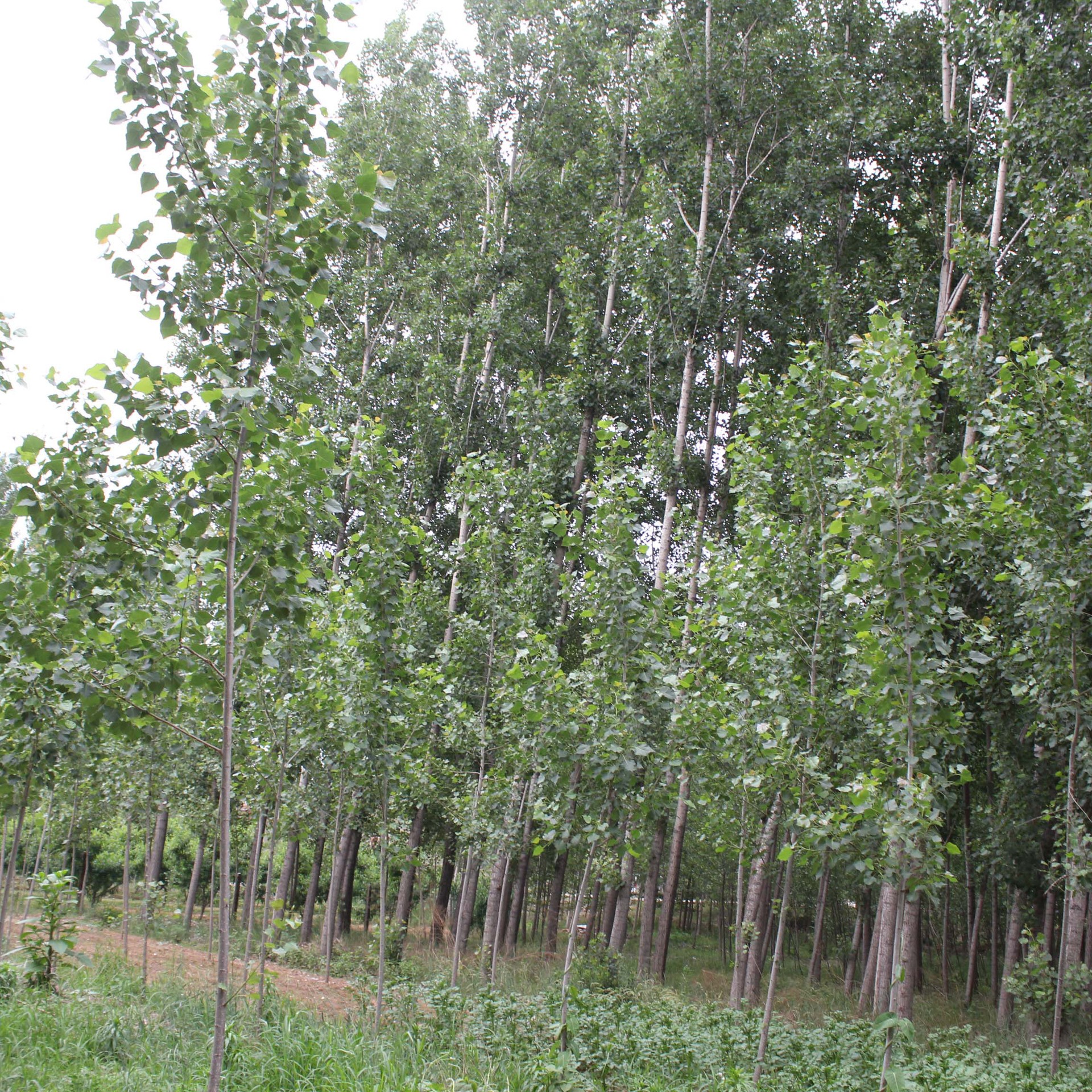 供应基地销售工程绿化杨树苗
