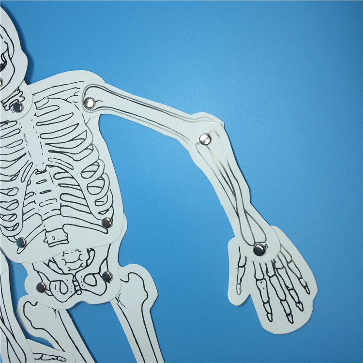 幼儿益智玩具儿童科学实验器材科技小制作自制人体骨骼模型拼装