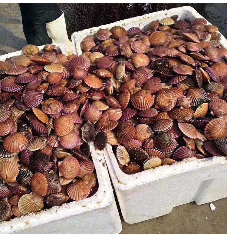活扇贝鲜活新鲜红扇贝野生小扇贝当天新鲜小红贝蒜蓉扇贝海鲜贝类