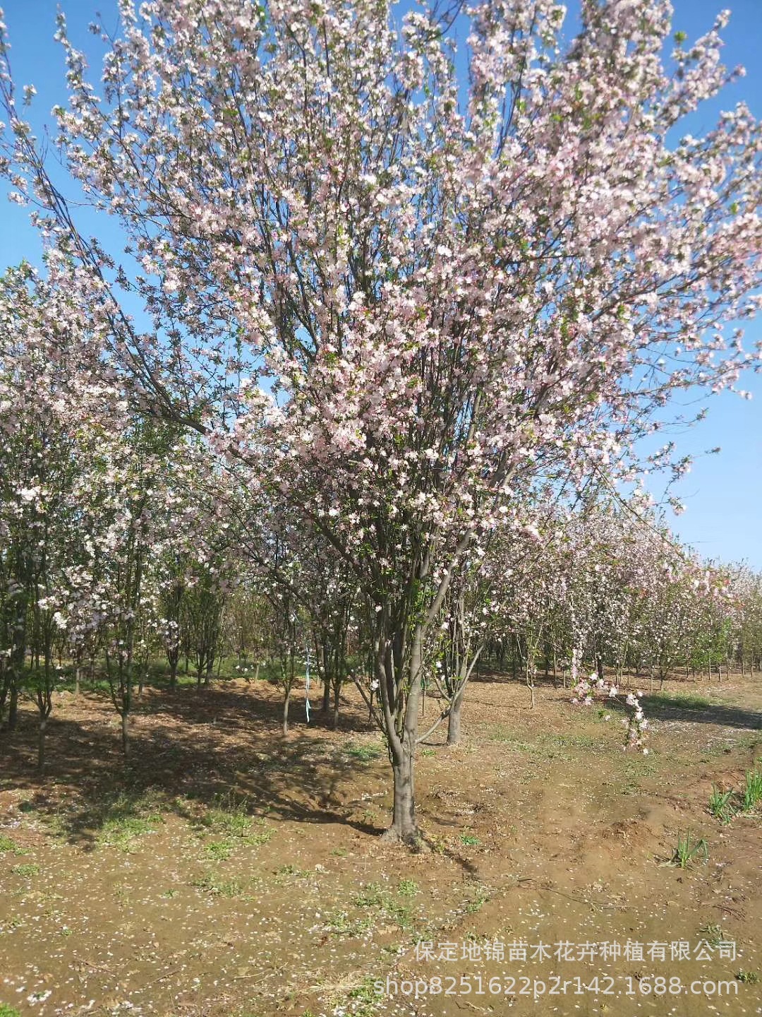 【产地批发】绿化观赏苗木3-15公分西府海棠 开花时间长