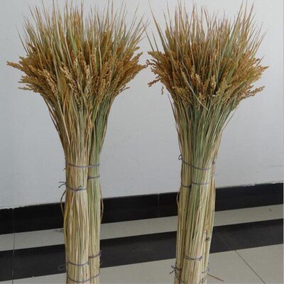 天然干花稻穗仿真花稻穗丰收农家乐仿真花干花麦穗干芦苇100支