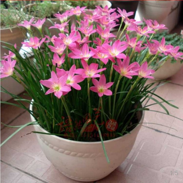 花卉盆栽吊兰葱兰苗 风雨兰兰花葱兰苗 盆栽花卉当年开花葱兰苗