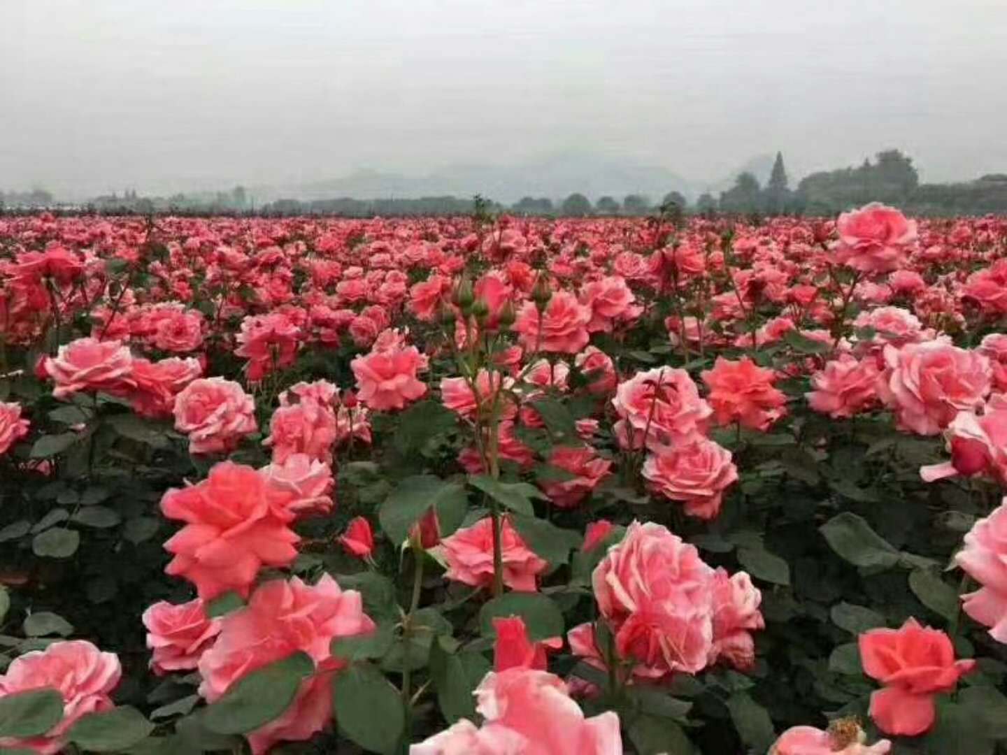 云南昆明鲜花基地 影星玫瑰花卉 四季开花绿化工程月季玫瑰苗批发