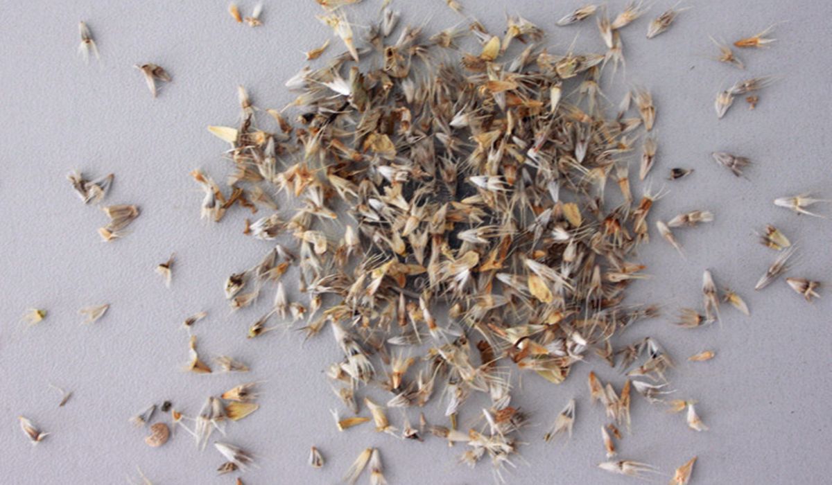 批发多年生花卉 天人菊种子 庭院阳台景区绿化天人菊花籽量大从优