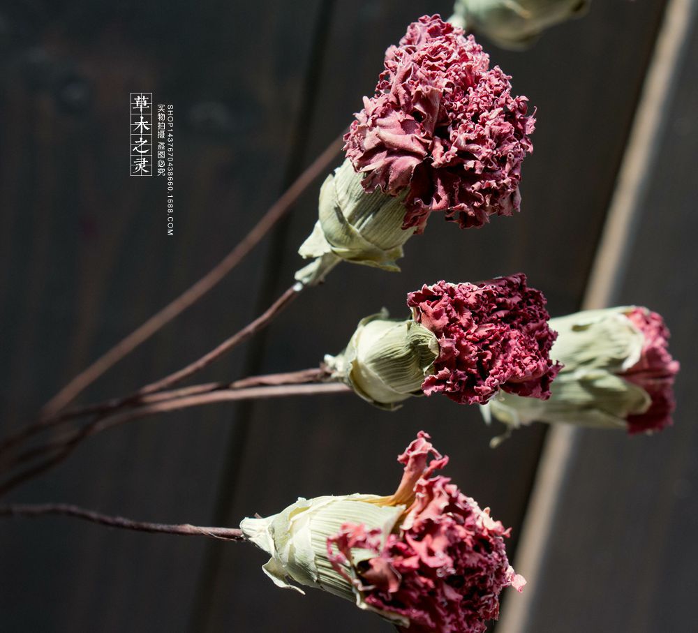 风干康乃馨干花手工插杆复古做旧风格店面装饰
