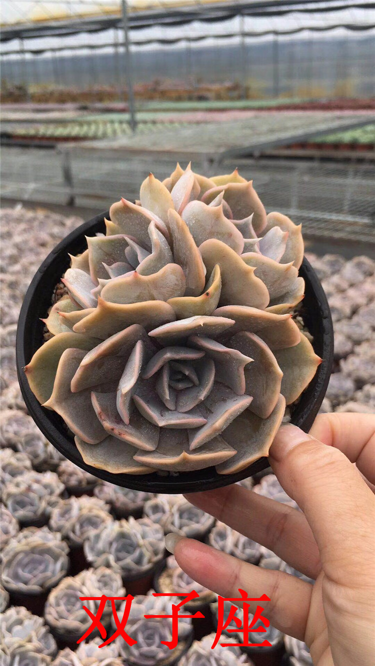 159多肉植物大棚批发 双子座单双头多肉品种 状态一流特价跑量