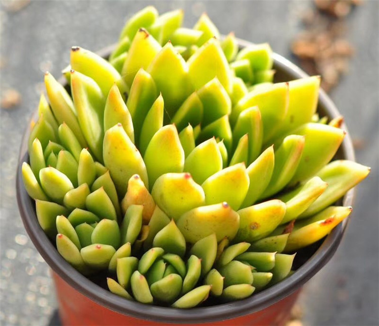 069大棚限量批发多肉植物 金蜡东云盆12cm带侧芽多肉品种品相一流