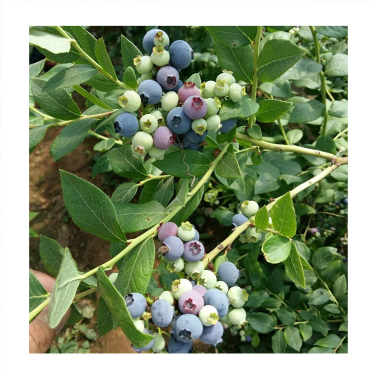 大量批发四年生兔眼蓝莓苗-兔眼蓝莓苗价格优惠