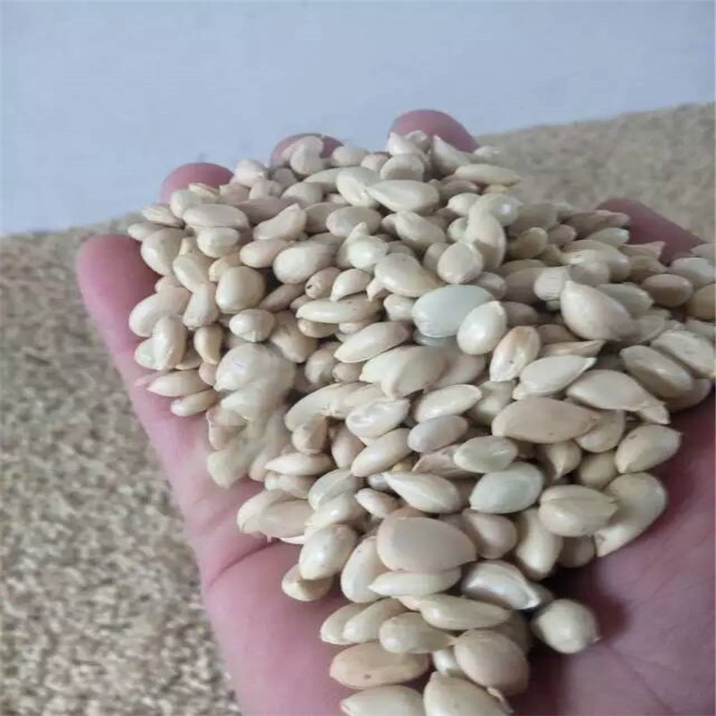 新鲜采摘枳壳种子枳壳苗 现场加工随到随买 发芽率高 价格便宜