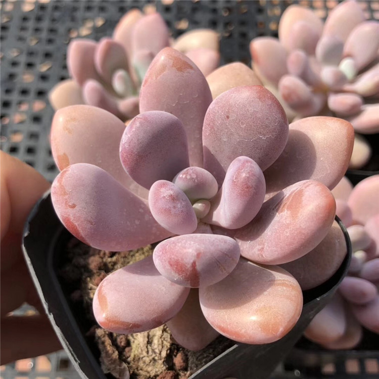 090精品多肉盆栽植物大棚批发 状态粉兔单头带杆子 盆6.5cm多肉