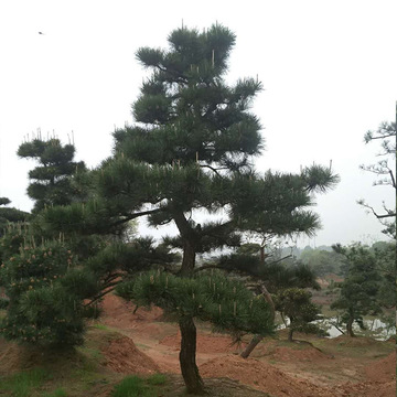现货供应黑松 造型黑松树 热销湖南贵州地区 黑松价格优  可批发
