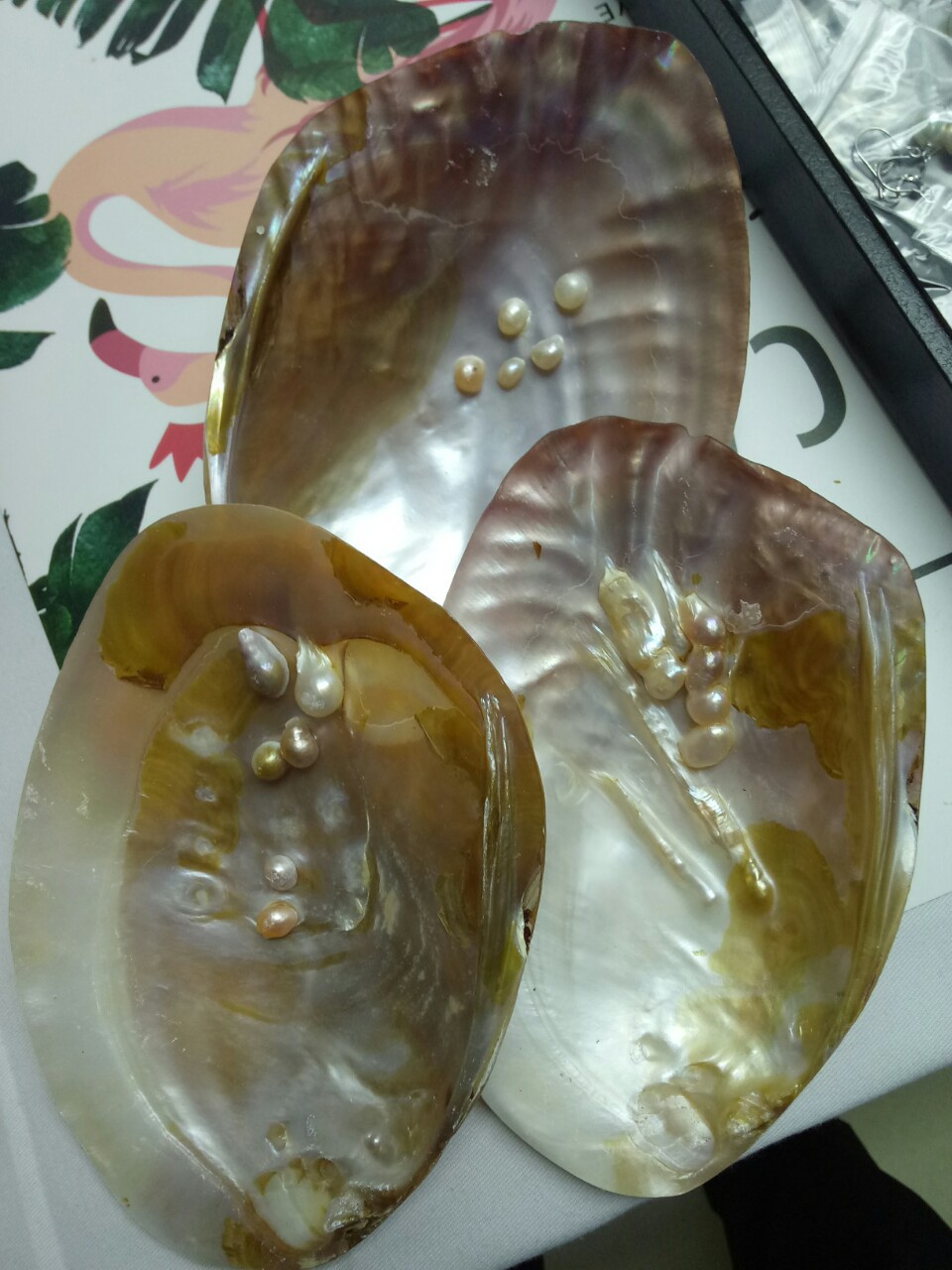 淡水珍珠贝贝壳自然色手工打磨规格1318厘米