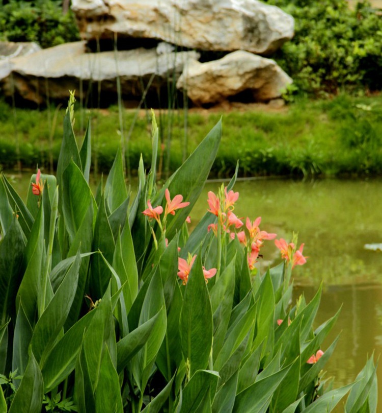 批发水生花卉 水生美人蕉苗 多种花色水生美人蕉种根
