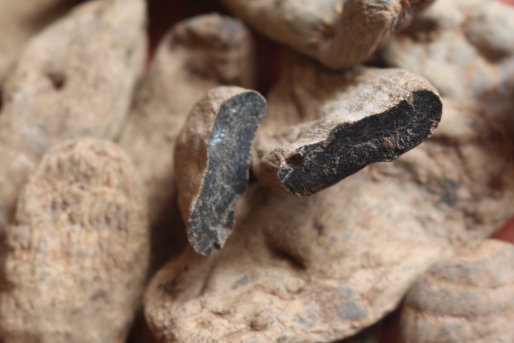 【活动】 - 大家帮我看看这个是个乌天麻吗