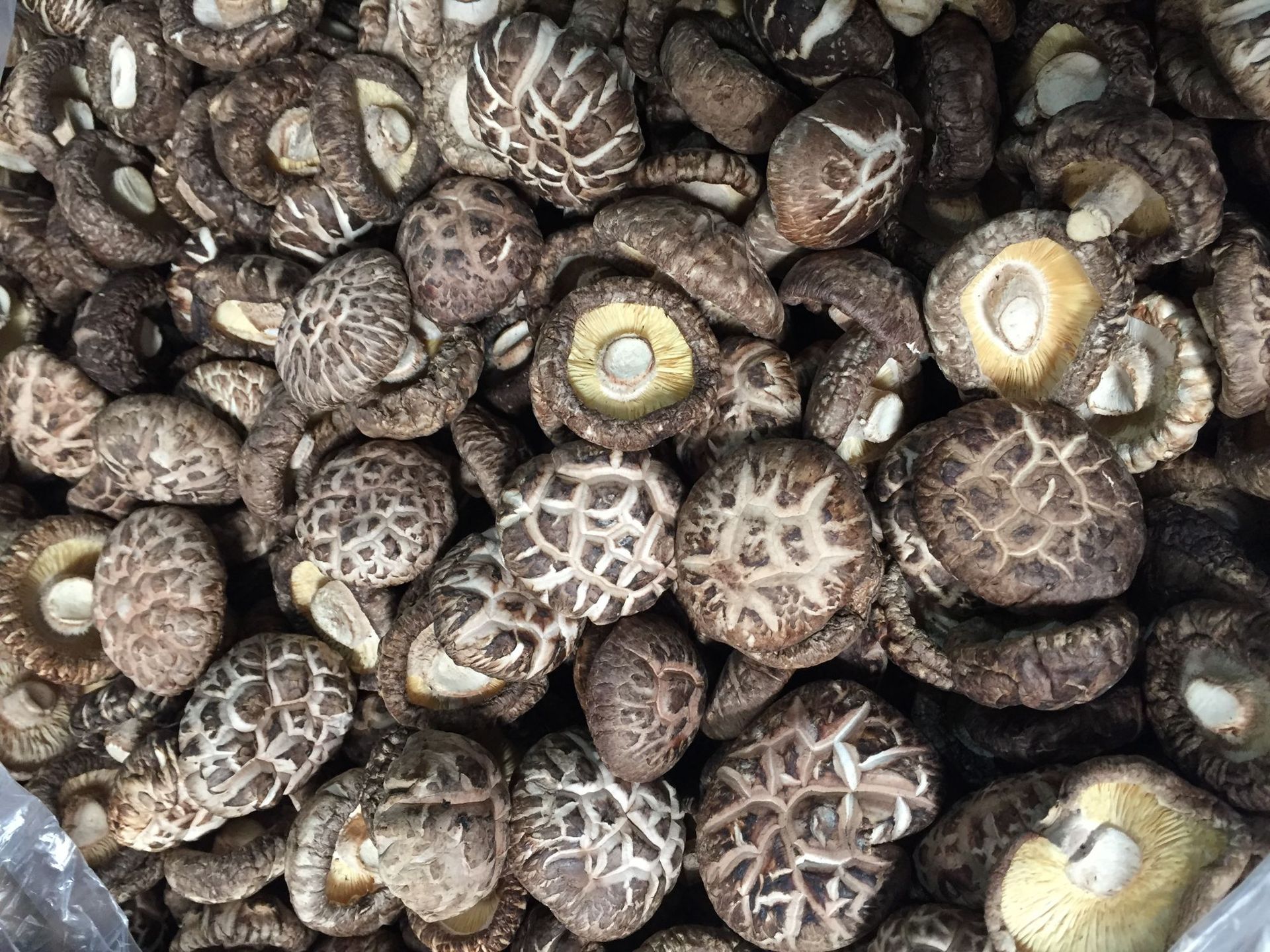 茶花菇批发干货 大花菇湖北产地冬菇香菇 微商供货