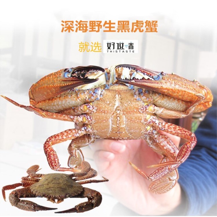活冻黑虎蟹 黑蟹 石蟹,源于深海,肥美多肉,美味实惠