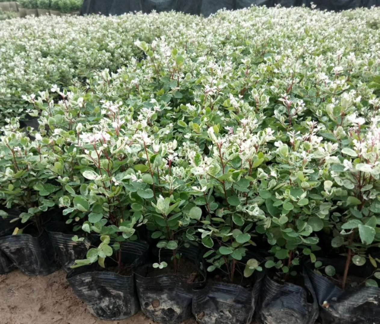 广东花厂批发白雪木盆栽,绿植地被雪花木,多种规种