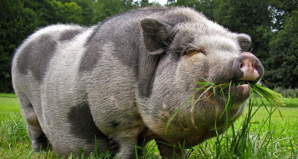 养猪怎么健康催肥助长省饲料