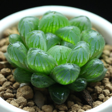 多肉植物红玉露