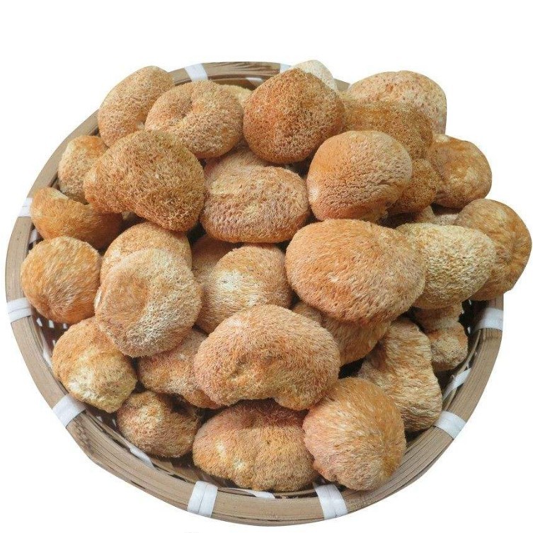 猴头菇猴头菌干货长白山散装广东省中药材公司批发