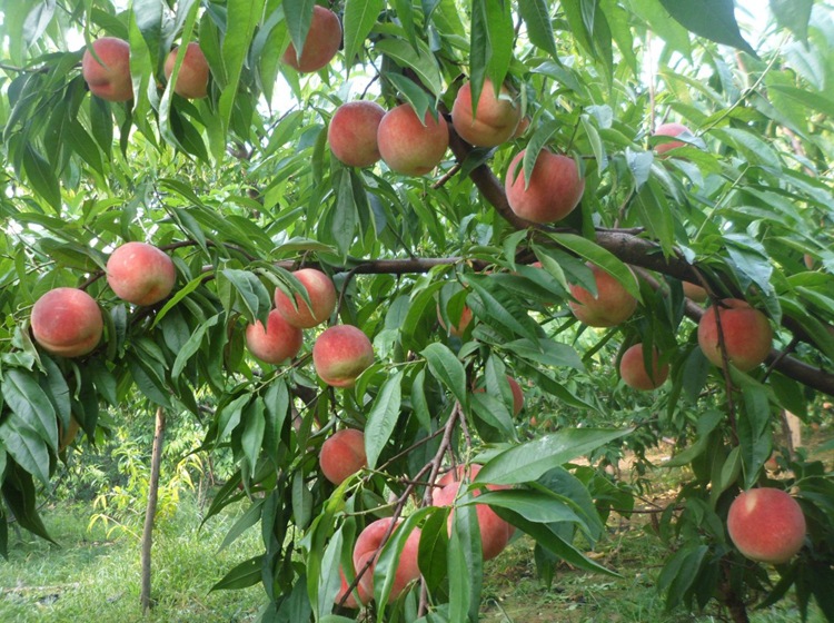 桃树苗嫁接苗果树树苗 水蜜桃东桃新品种 映霜红雪桃蟠桃当年结果