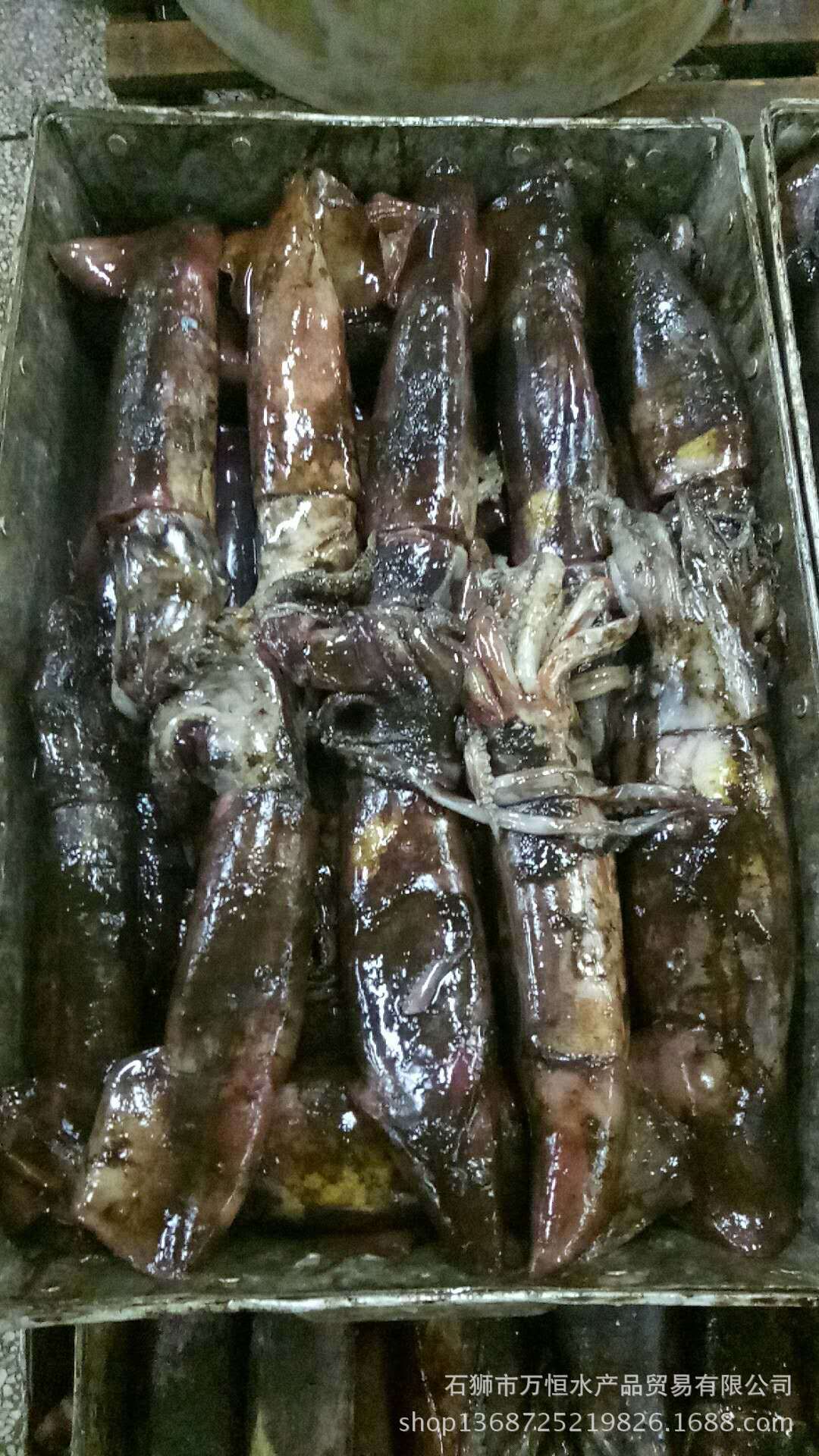 福建沿海优质厂家万恒水产供应热卖款原产地南海黑鱿鱼 8.75公斤
