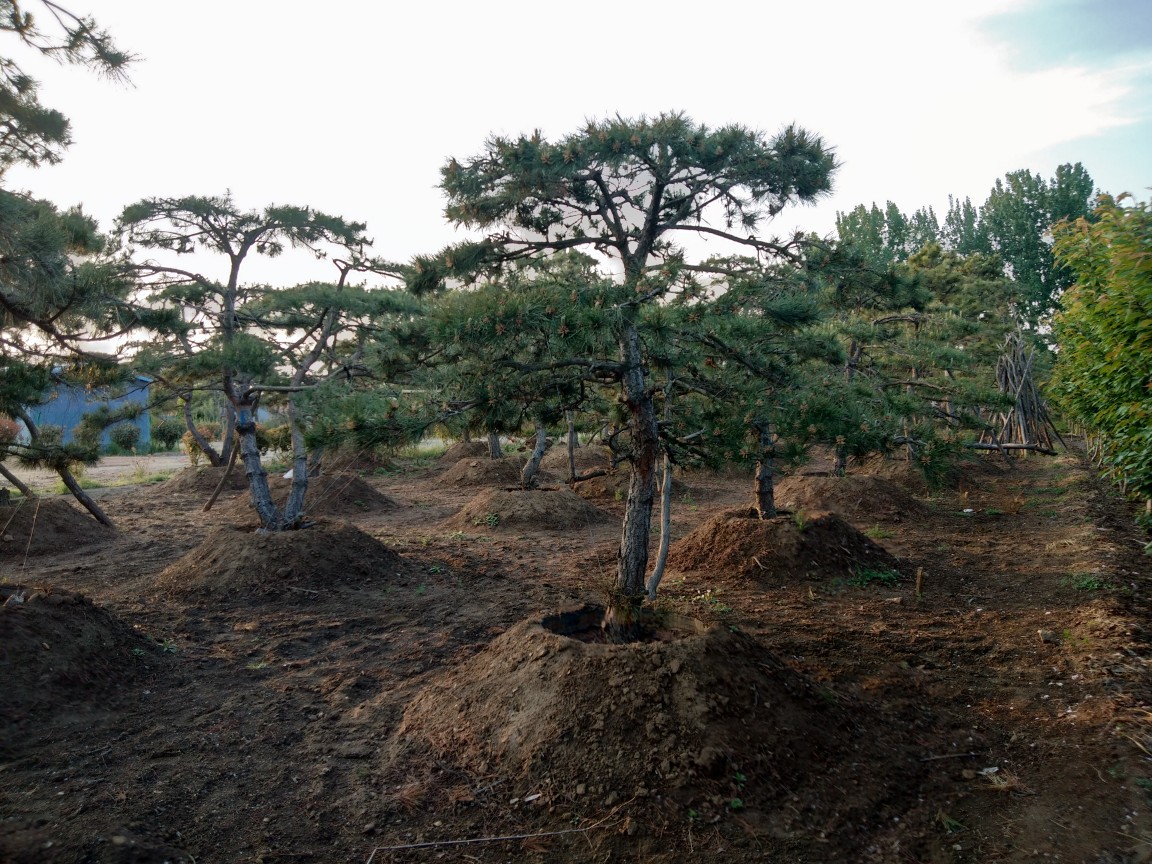 全国最大的造型油松基地