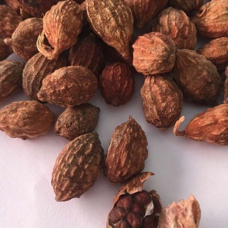 中药材益智仁小砂仁去皮砂仁 天然调料香料 批发哦