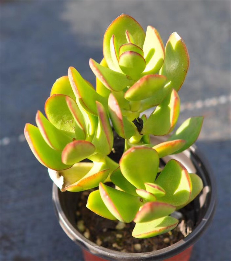 069大棚限量批发多肉植物 金边玉树小桩盆9cm多肉品种 状态