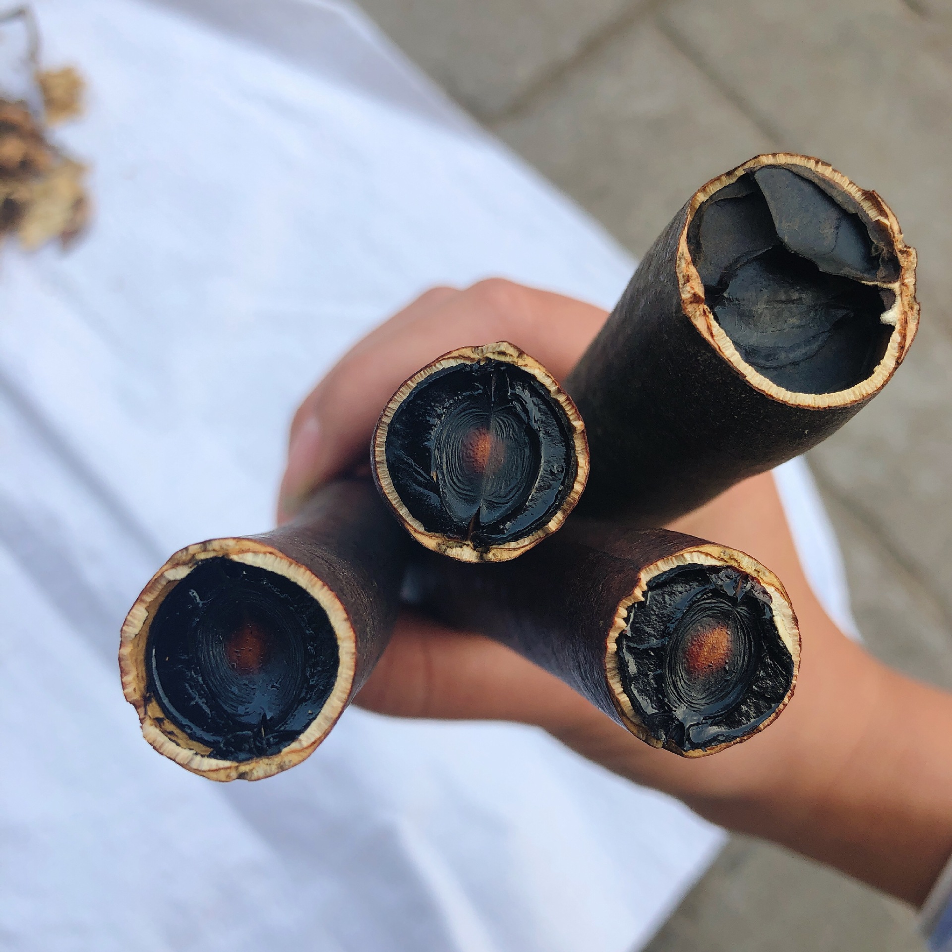 产地直供 植物牛角树 便秘果 大解果 缅甸大解 腊肠果 肠宿