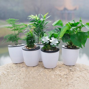 属虎植物七叶莲盆栽室内招财树吸甲醛净化空气幸运花卉防辐射图片
