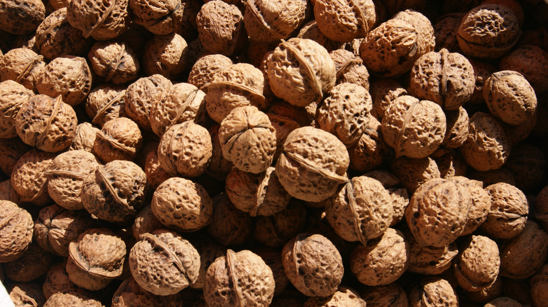 云南特产 大果麻核桃 颗粒大 皮薄 价格低 大量批发