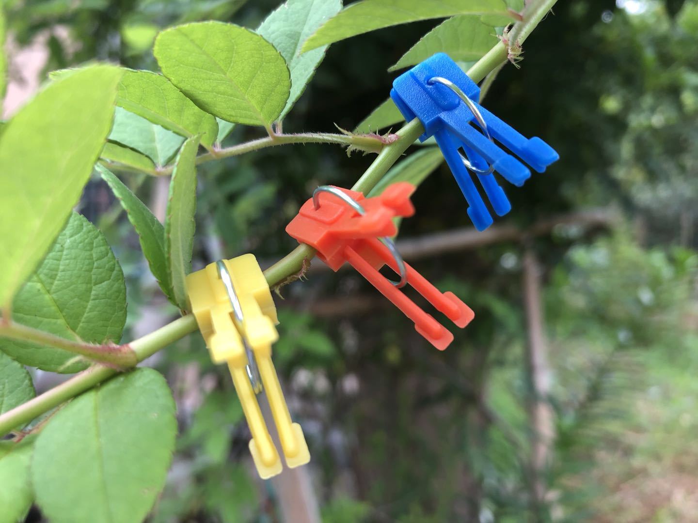 植物嫁接架子 西红柿嫁接夹 塑料嫁接夹 蔬菜种苗专用嫁接夹子