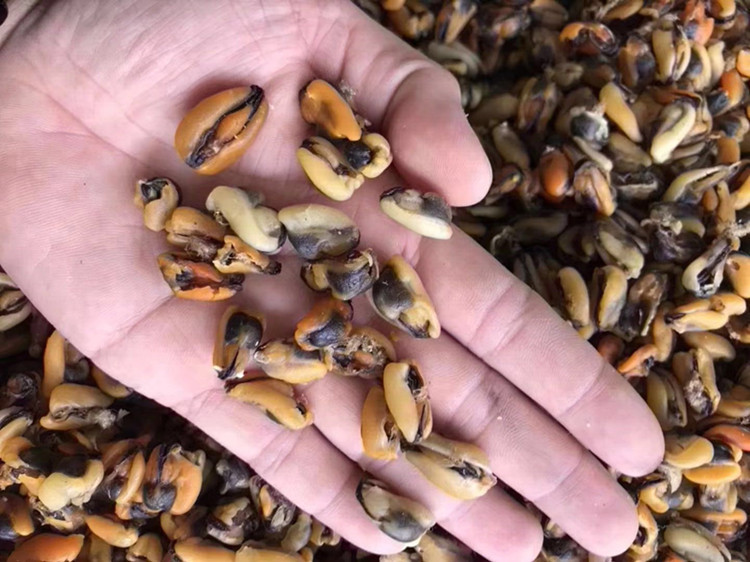 野生新晒小号淡菜干新鲜海虹干贻贝菜500g淡菜干青口干