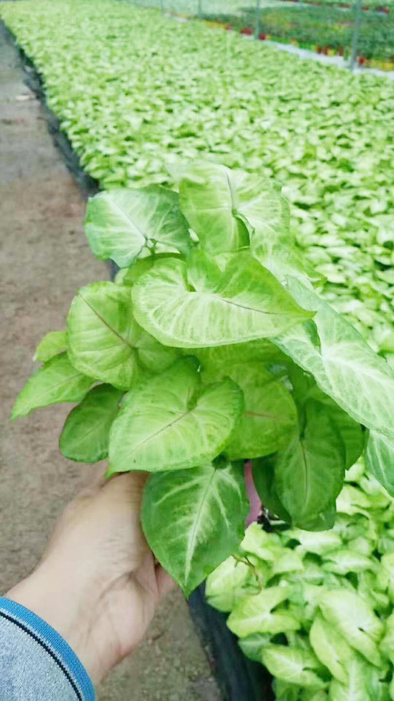 基地直供绿墙绿化专用小盆栽花卉室内植物110黄金童子合果芋