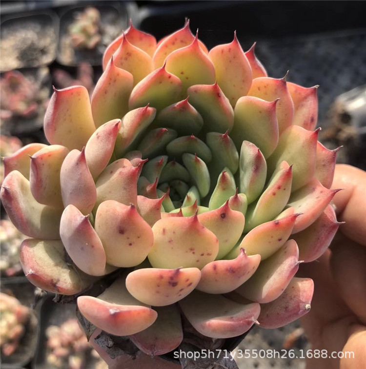 738多肉植物大棚批发进口盆栽 状态小桃红单头6cm左右多肉品种