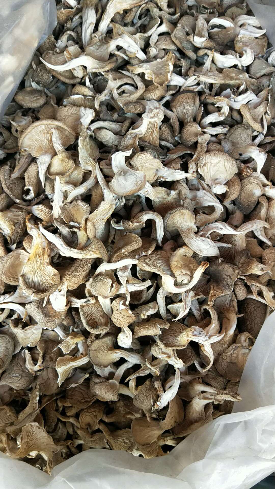 产地直销批发真姬菇 食用菌真姬菇 干货