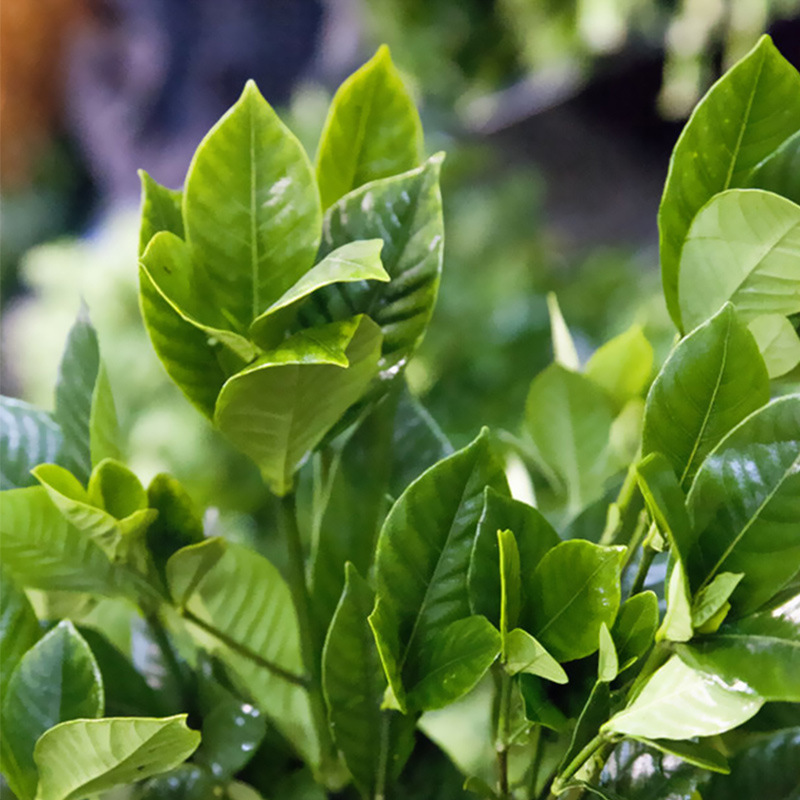 【栀子叶】配花配叶 昆明鲜切花配叶批发 若干支/扎