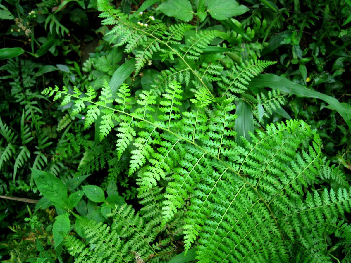 骨碎补提取物骨碎补浸膏骨碎补粉