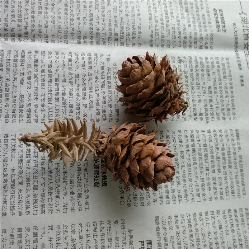 森系zakka天然 柳杉松果 杉树果 干果 干花复古网店拍摄拍照道具