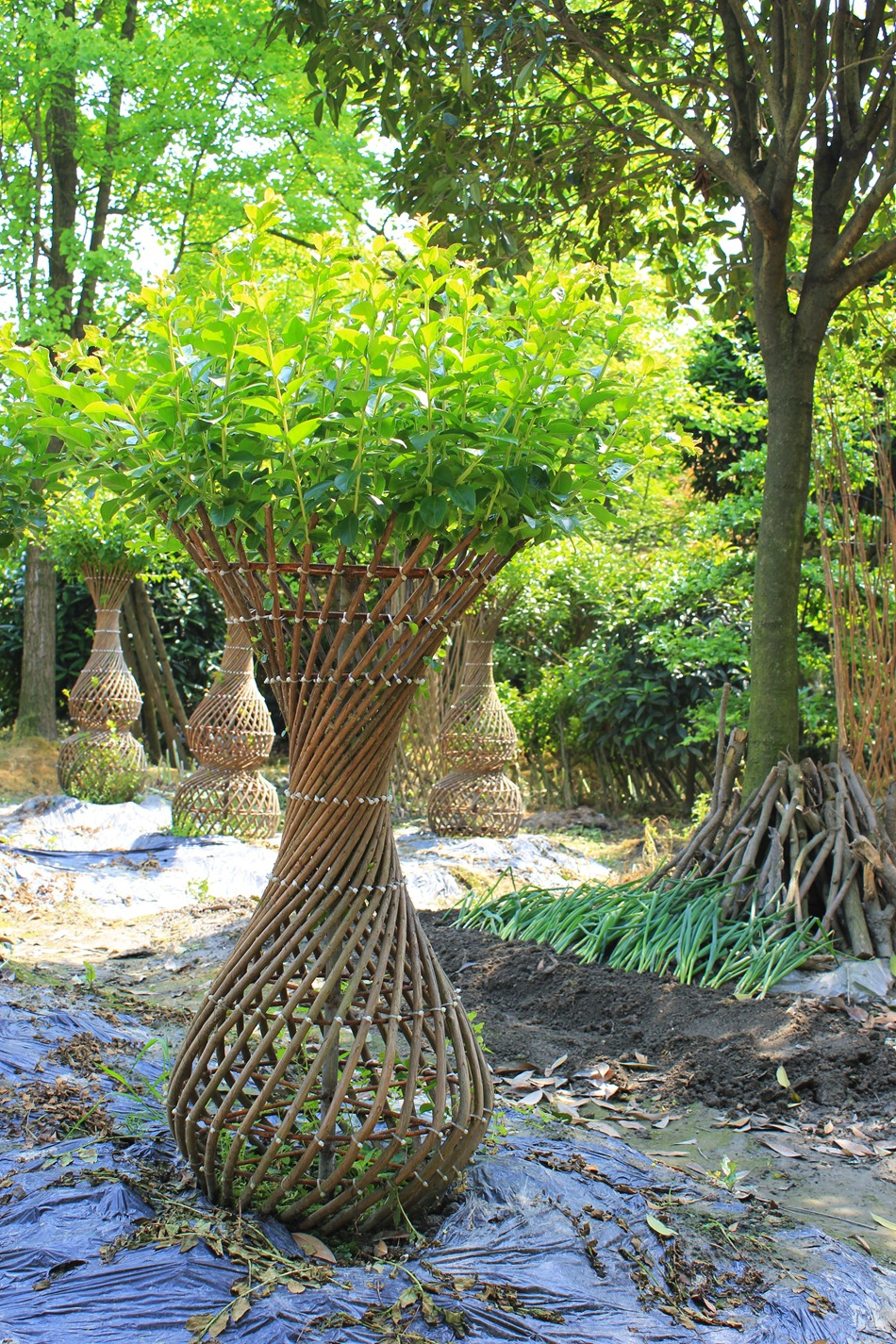 千畦花木 编艺植物展示