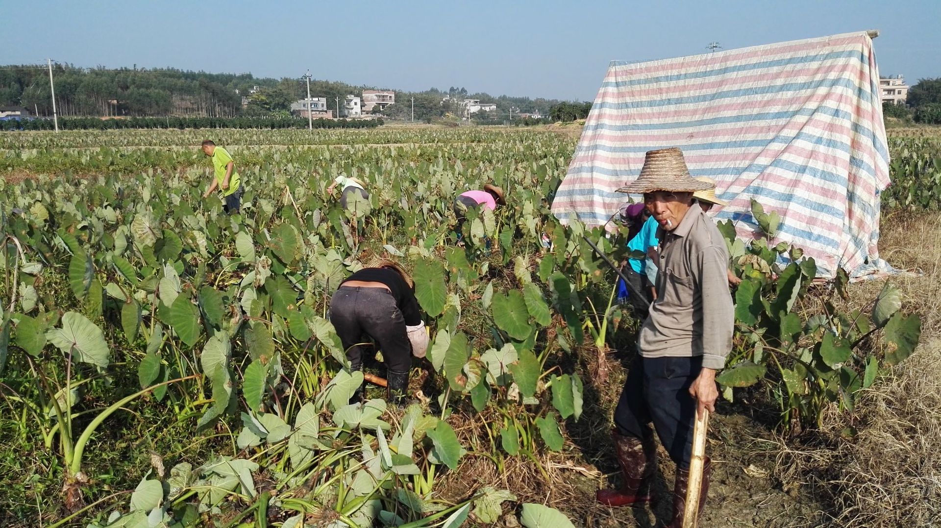 芋头苗种植技术指导:18278027808吴先生价格说明【平台活动下价格】