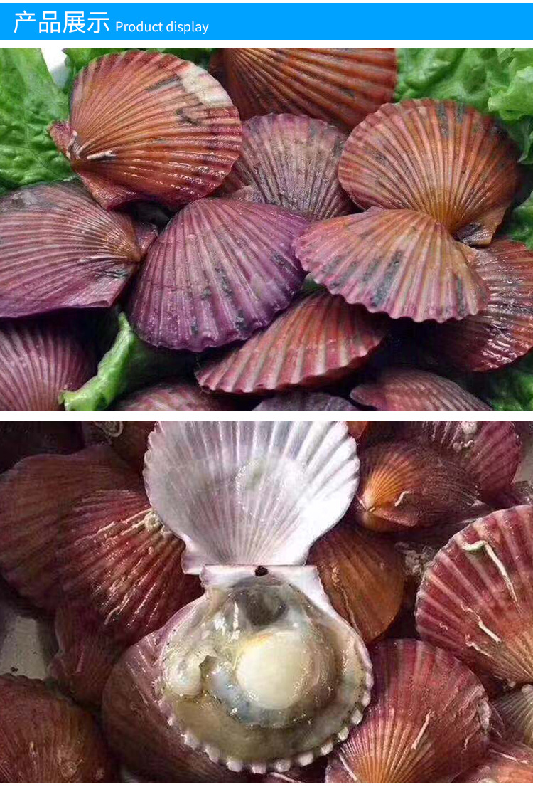 活扇贝鲜活新鲜红扇贝野生小扇贝当天新鲜小红贝蒜蓉扇贝海鲜贝类